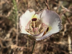 Calochortus argillosus