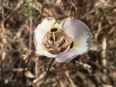 Calochortus argillosus