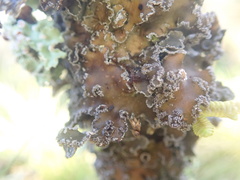Pseudocyphellaria halei