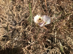 Calochortus argillosus