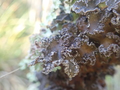 Pseudocyphellaria halei
