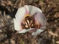 Calochortus argillosus