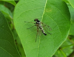 Chrysopilus ornatus