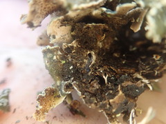 Pseudocyphellaria halei
