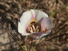 Calochortus argillosus