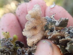 Pseudocyphellaria halei