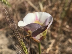 Calochortus argillosus