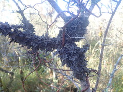 Pseudocyphellaria halei