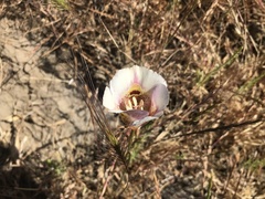 Calochortus argillosus