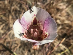 Calochortus argillosus