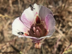 Calochortus argillosus