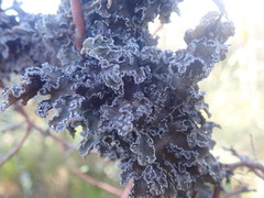 Pseudocyphellaria halei