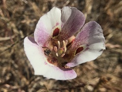 Calochortus argillosus
