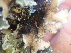 Pseudocyphellaria halei