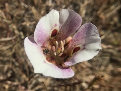 Calochortus argillosus