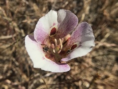 Calochortus argillosus