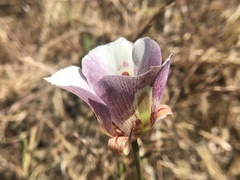 Calochortus argillosus