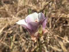 Calochortus argillosus
