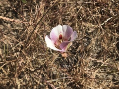 Calochortus argillosus