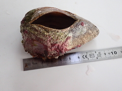 Lamarcka ventricosa