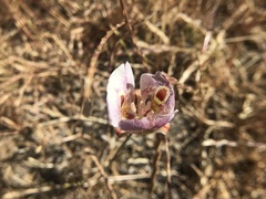 Calochortus argillosus
