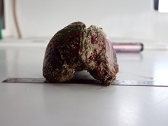 Lamarcka ventricosa