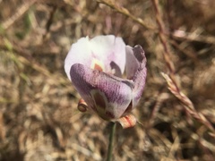 Calochortus argillosus