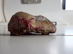 Lamarcka ventricosa