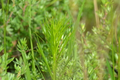 Liatris spicata spicata