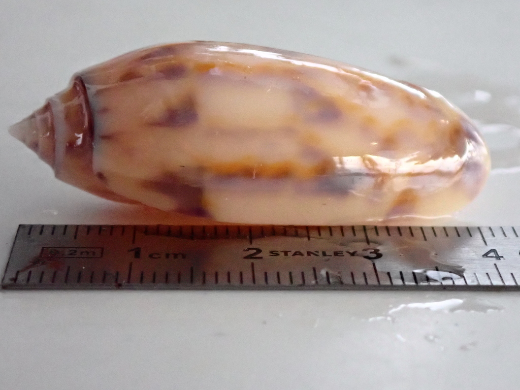 Oliva efasciata