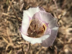 Calochortus argillosus