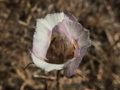 Calochortus argillosus