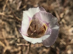 Calochortus argillosus