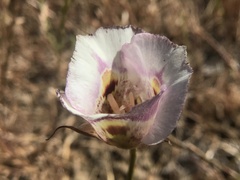 Calochortus argillosus