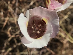 Calochortus argillosus