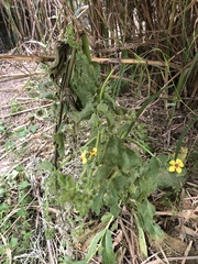 Verbascum galilaeum