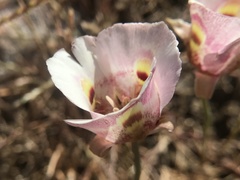Calochortus argillosus