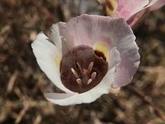 Calochortus argillosus