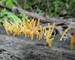 Calocera sinensis