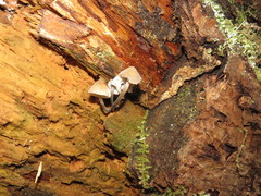 Mycena subgalericulata