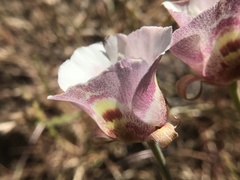 Calochortus argillosus