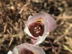 Calochortus argillosus