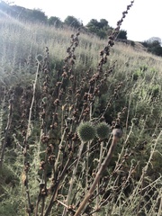 Verbascum galilaeum