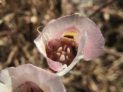 Calochortus argillosus