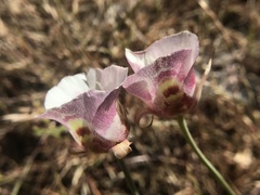Calochortus argillosus