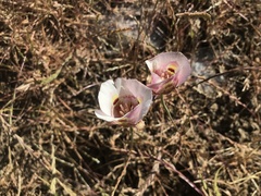 Calochortus argillosus