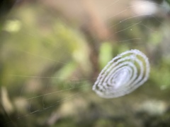 Zosis