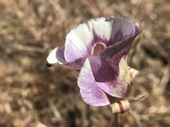 Calochortus argillosus
