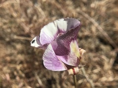 Calochortus argillosus