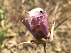 Calochortus argillosus